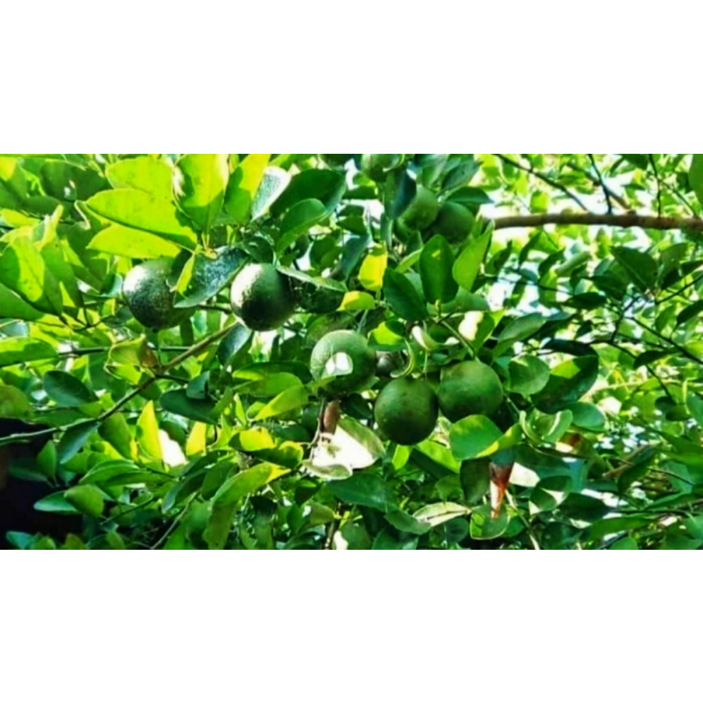 buah jeruk purut / jeruk sambal 3 biji