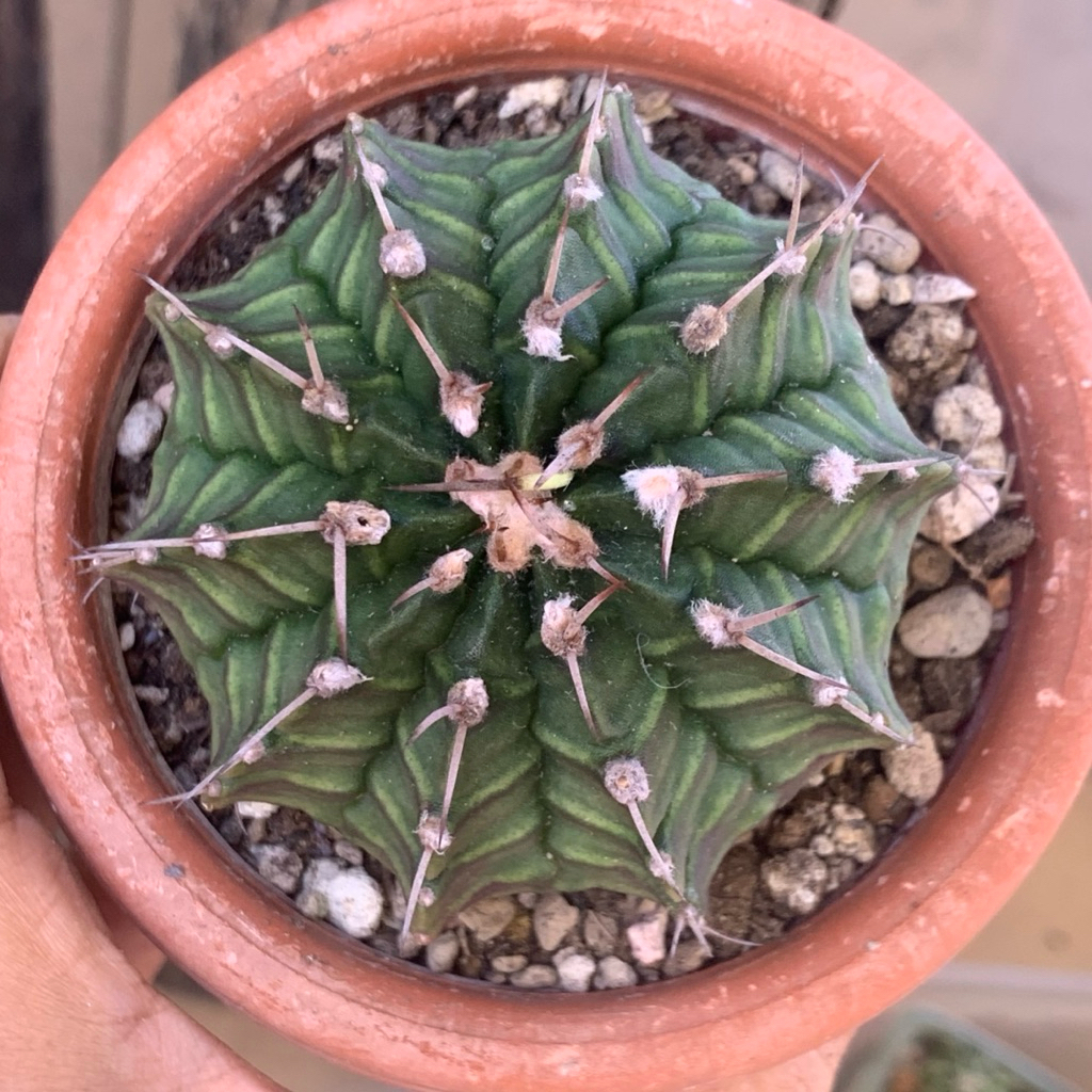 ri3 Gymnocalycium Mihanovichii x LB hybrid kaktus gymno miha mihanovichi tanaman hias hidup indah gu