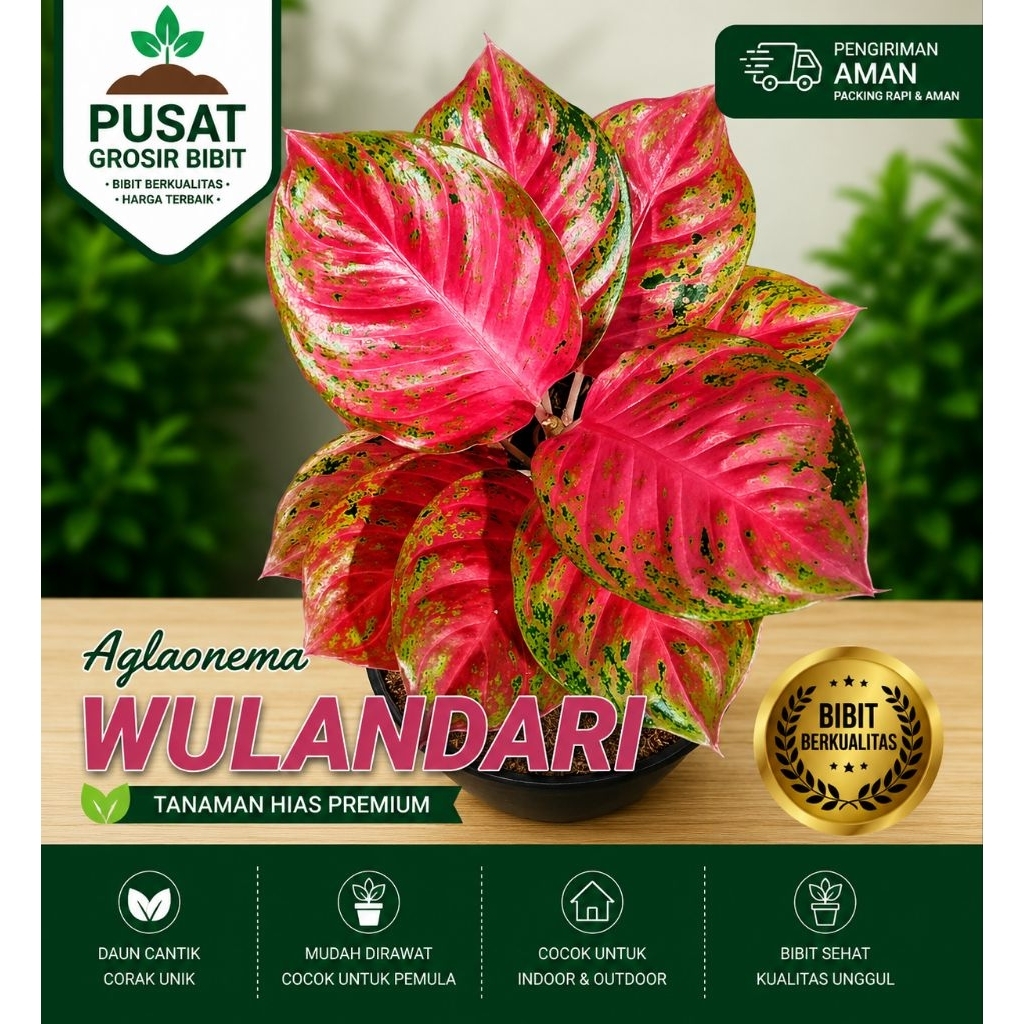 AGLAONEMA WULANDARI