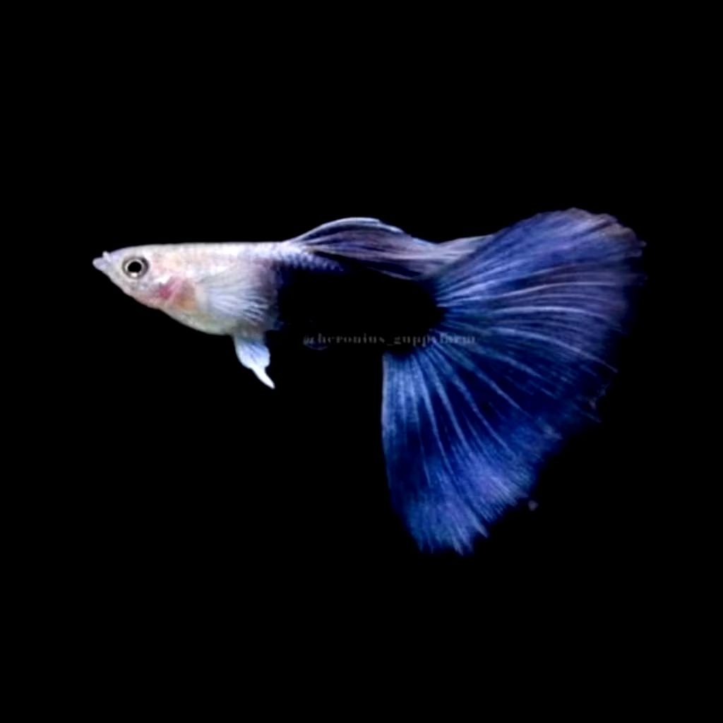 Ikan Guppy HB Blue - Pasangan Hiasan Aquarium Aquascape