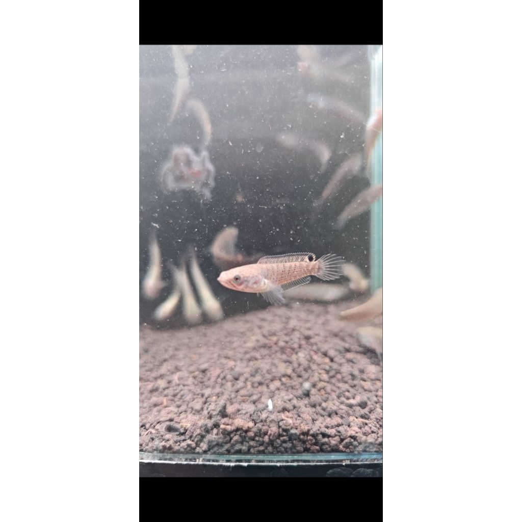baby channa blue bengal 4-5-6 cm