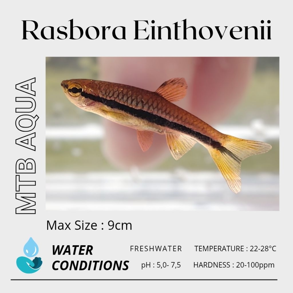 Brilliant Rasbora (Rasbora Einthovenii)