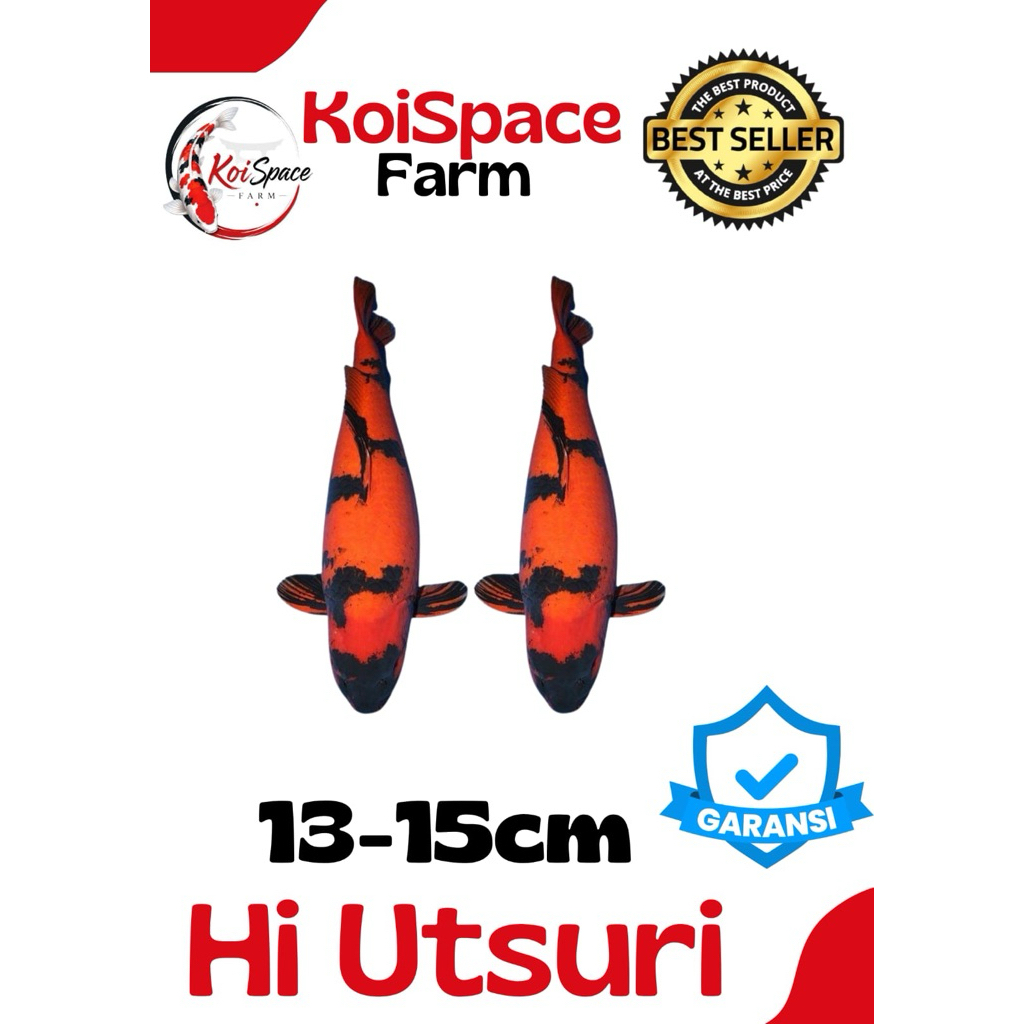 Utsuri Koi Blitar Berkualitas sz 13-15 cm