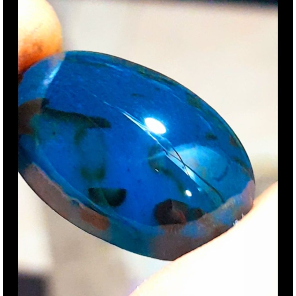 Bacan Doko Gulau totol Coklat size jumbo kode01