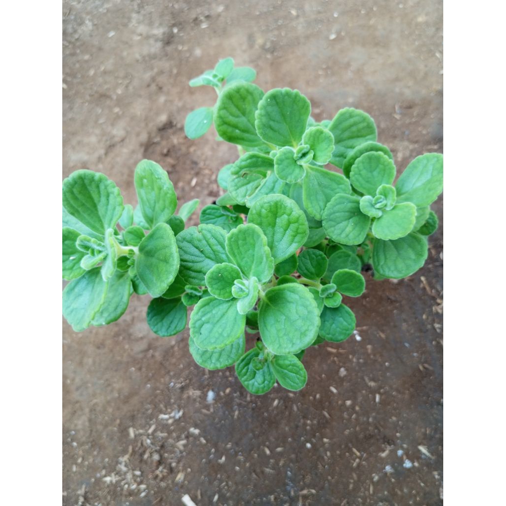 viks plants/tanaman herbal viks/herbal eropa