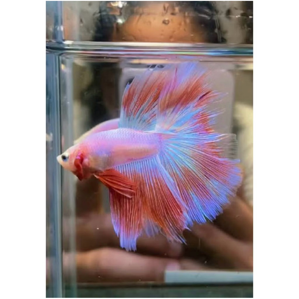 cupang halfmoon pink hiasan aquarium