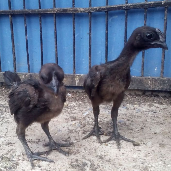 Ayam Cemani Asli Lidah Hitam