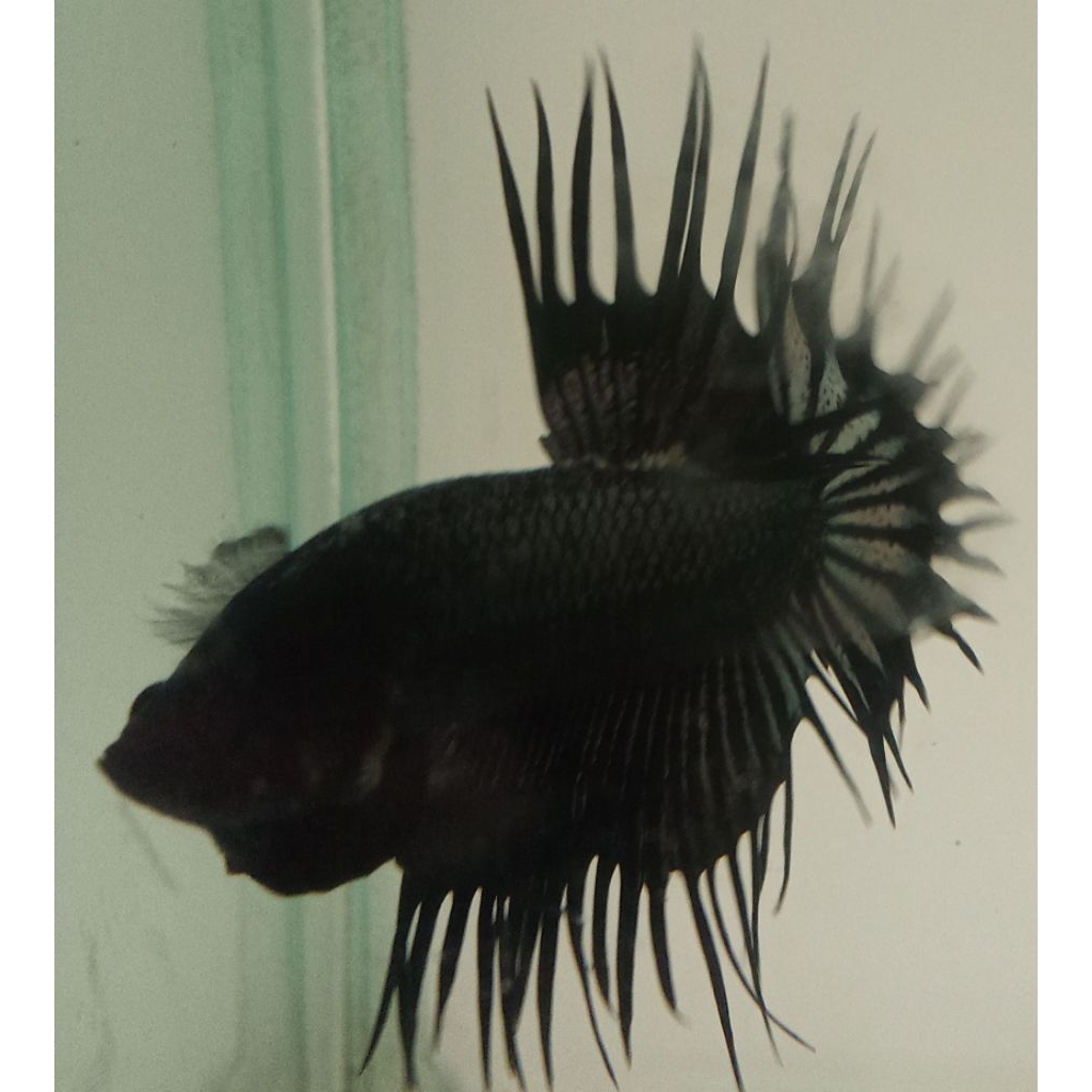 Cupang Real - F.  Plakat CT Black Orchid (jantan)