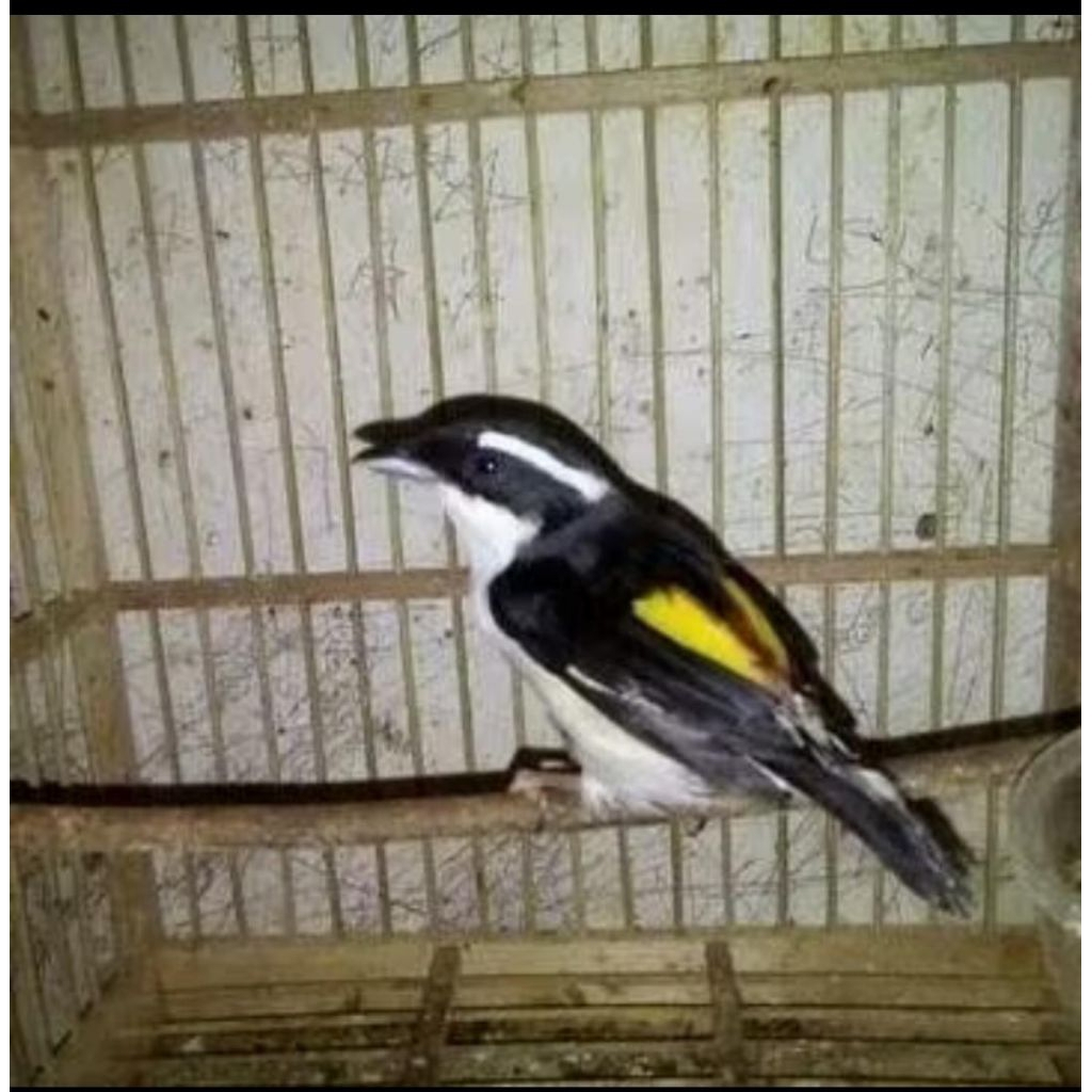 Burung Pentet kembang Cocok untuk aviary
