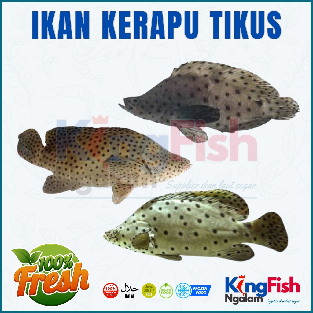 Ikan Kerapu Tikus Segar Premium 1Kg