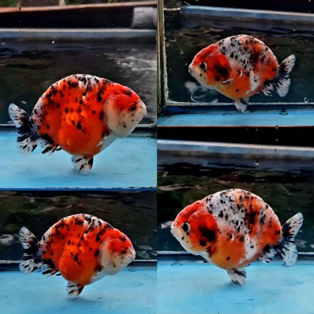 TERMURAHBABY RANCHU CALICO PW SEHAT