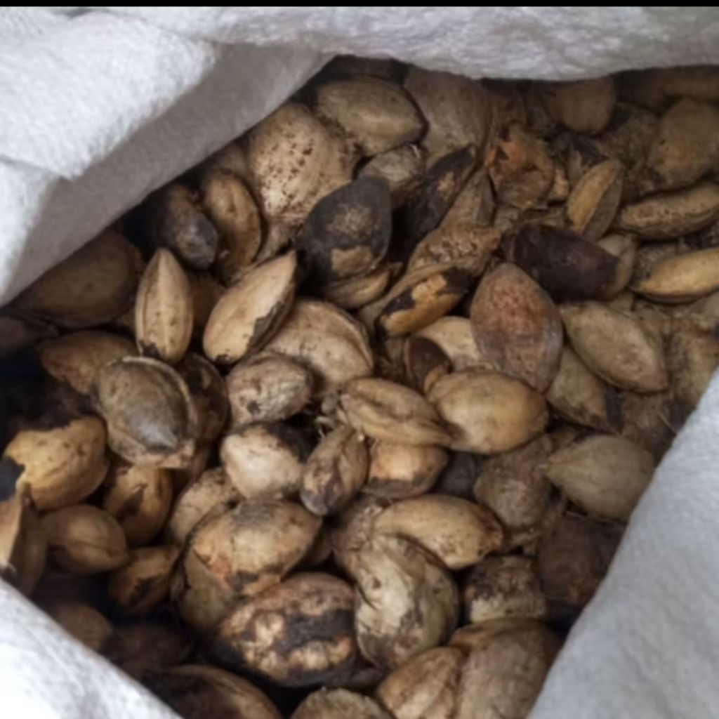 500 gram Biji Ketapang Laut Kering - Untuk Pakan Burung