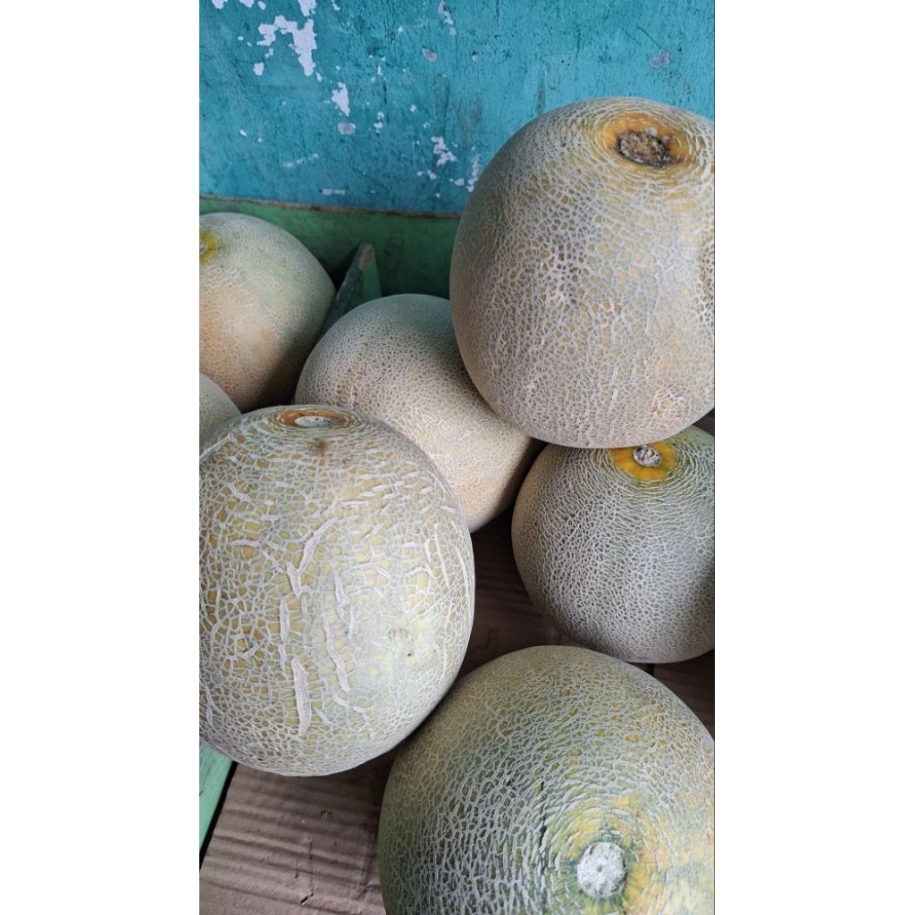 Melon Madu