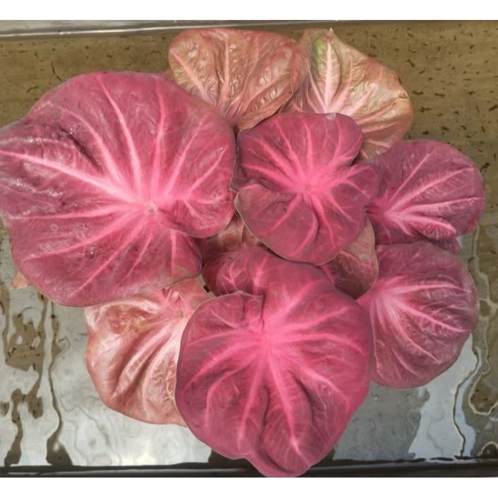 caladium nogo geni