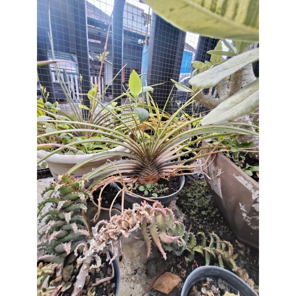 dyckia estevesii