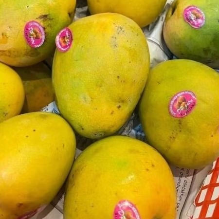 mangga gincu