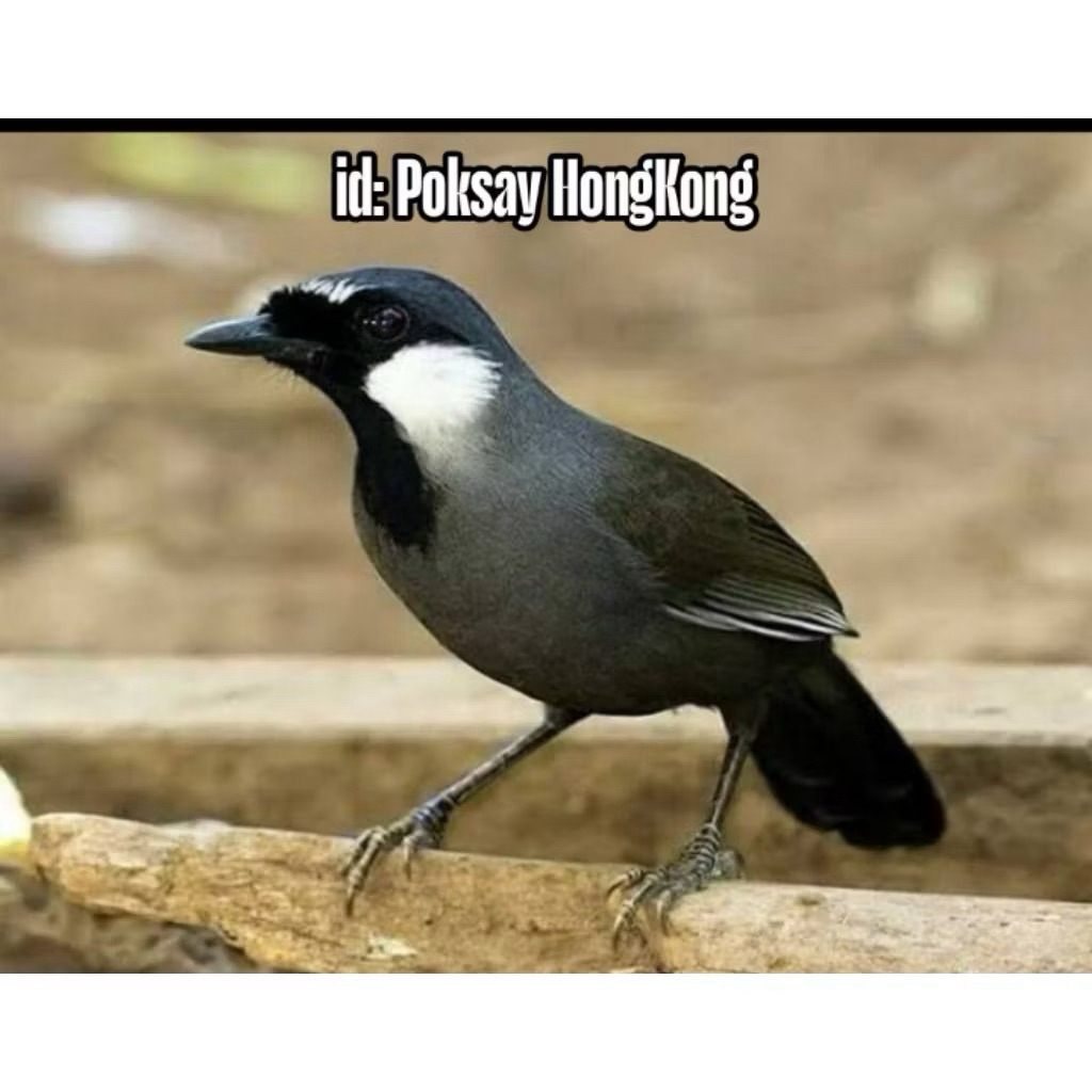 Telur fertil poksay hongkong - original