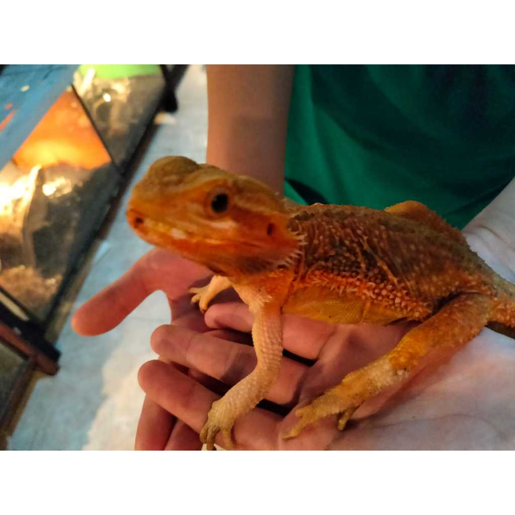 Bearded Dragon Red