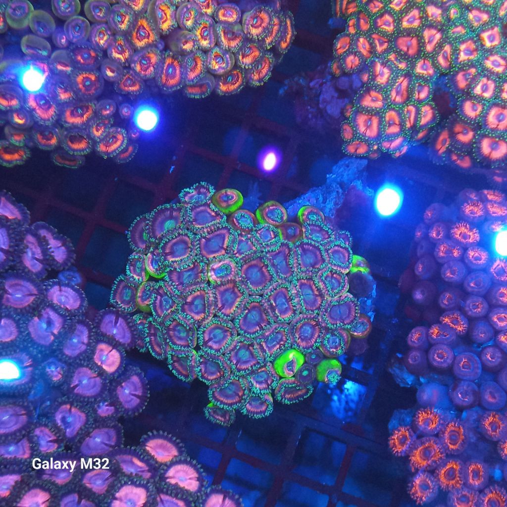 zoa mini koloni 14