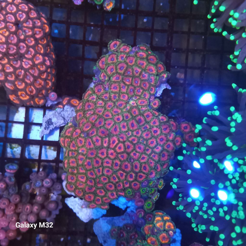 zoa koloni WYSIWYG 39