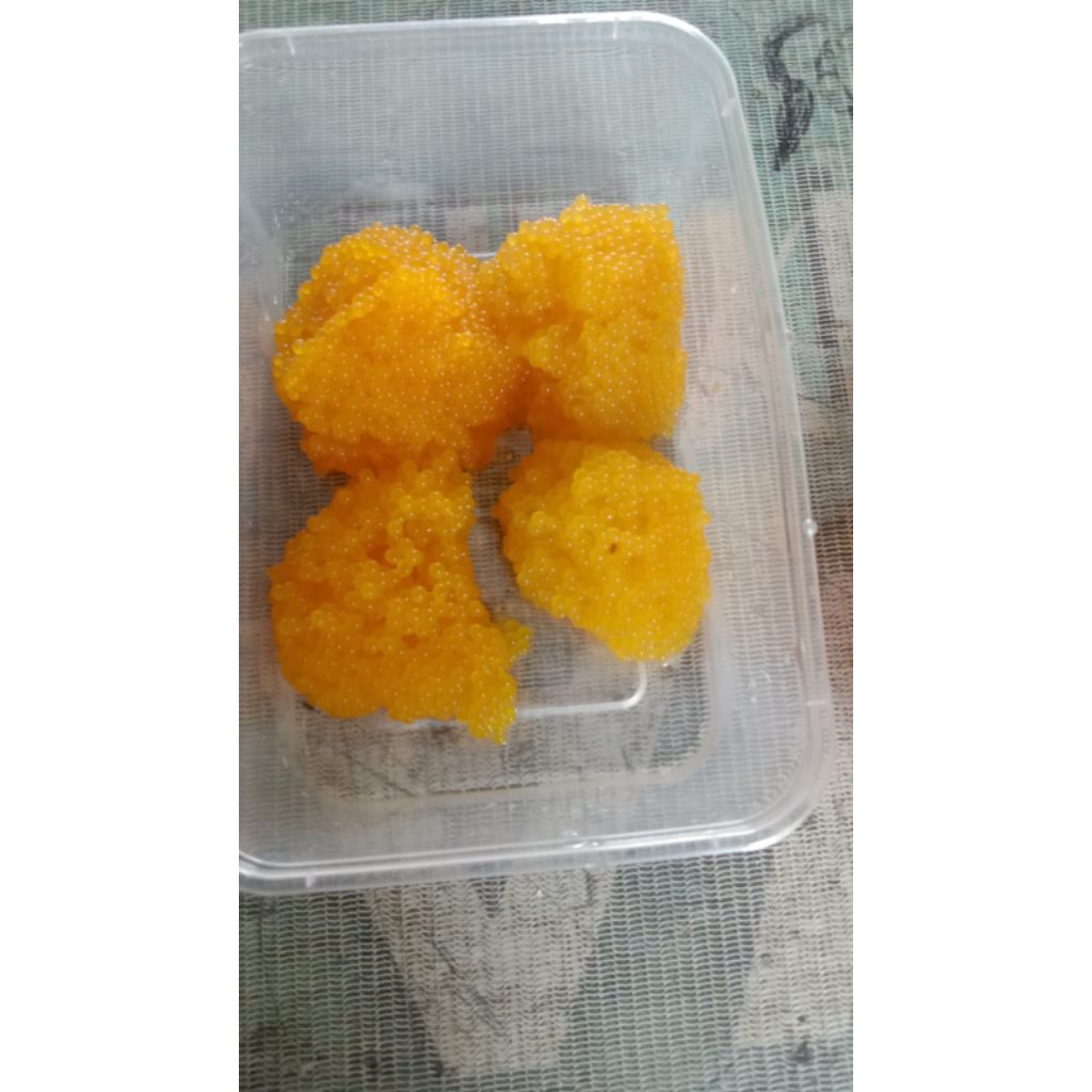 telur ikan sapu sapu
