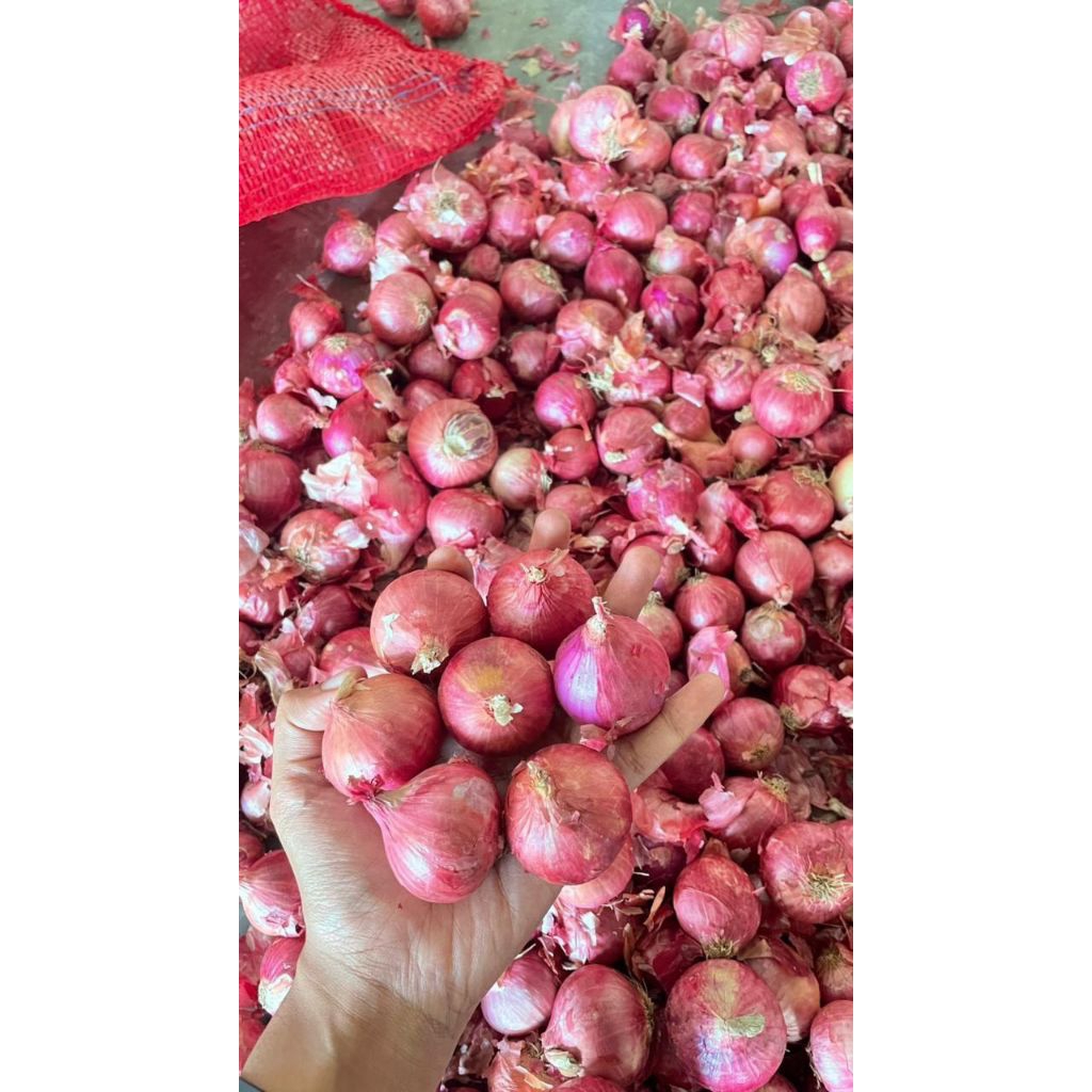 Bawang India Bawang Merah