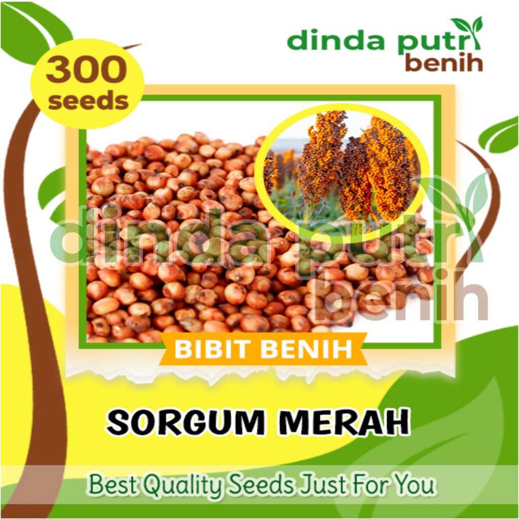 isi 300 biji Benih Sorgum Merah import
