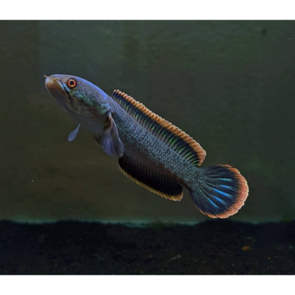 CHANNA LIMBATA WC SINGGEL TANK 7-8 CM