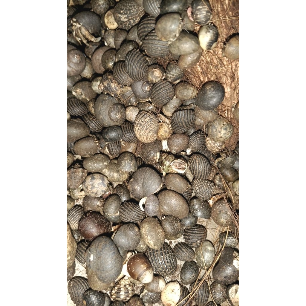 Kelomang 1 Kg Ukuran Variasi