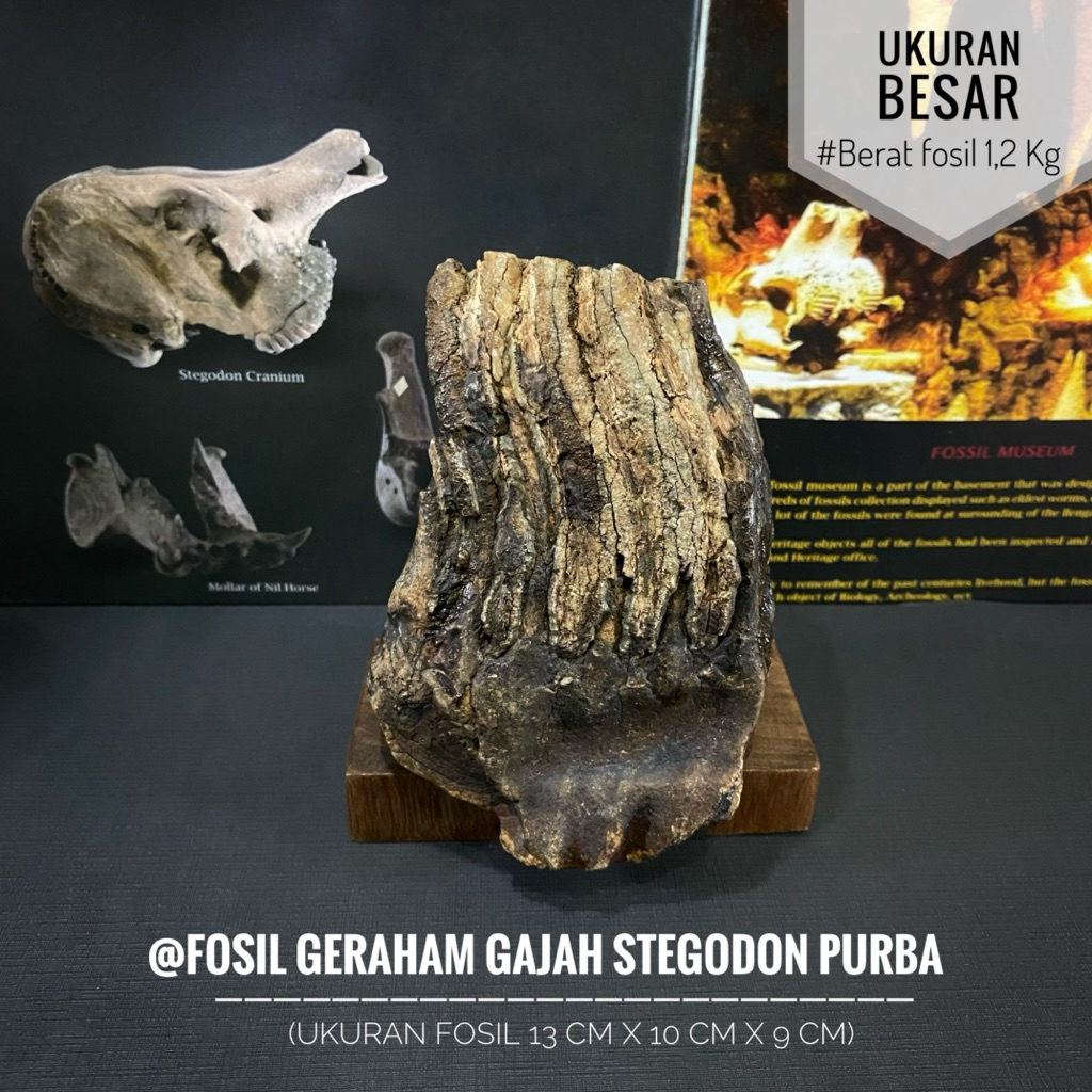 Fosil Geraham Gajah Stegodon Purba R7 atau Fosil Gigi Stegodon Natural atau Fosil Mamalia atau Fossi