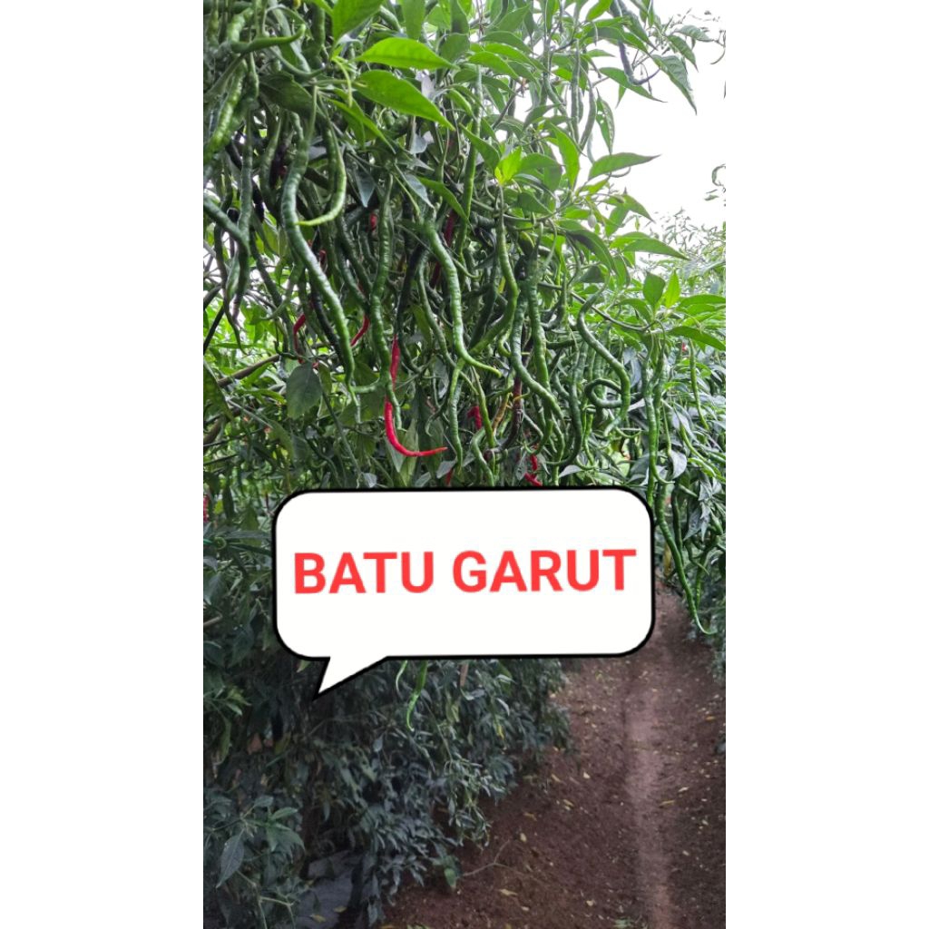 30gr bibit cabe lokal batu garut