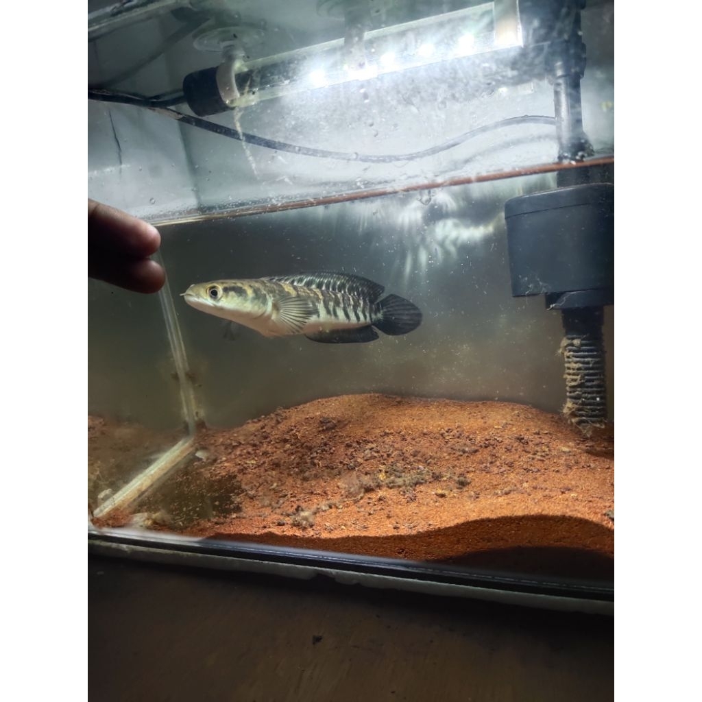 baby chana maru 10-15 cm
