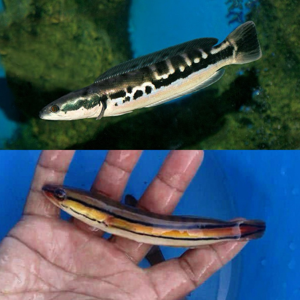 [Chan Aquatic] Ikan Hias Anakan Toman Hijau | Size 10-14cm