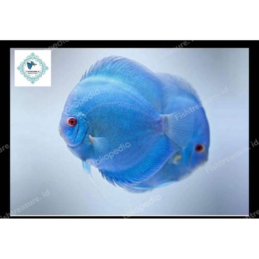 Aksesoris Hiasan Aquascape Discus Blue Diamond