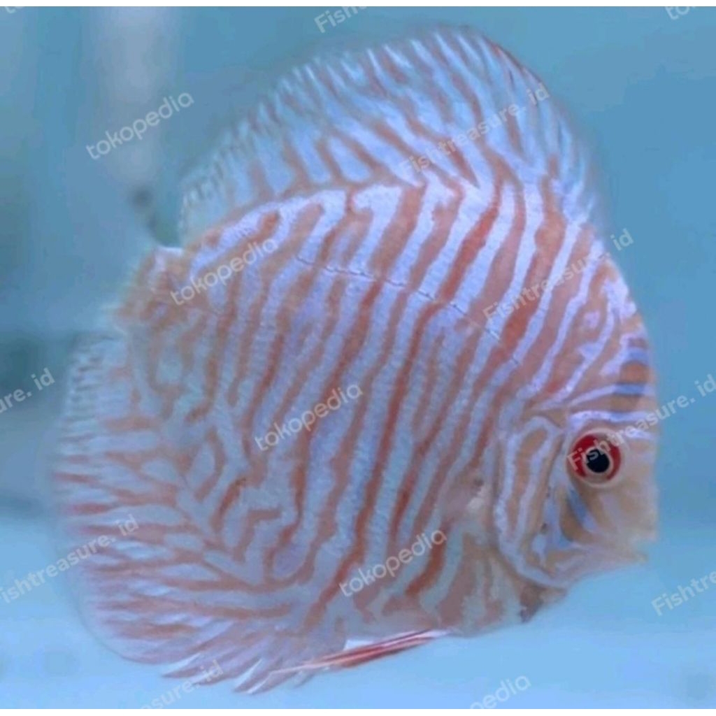 Aksesoris Hiasan Aquascape Discus White Tiger