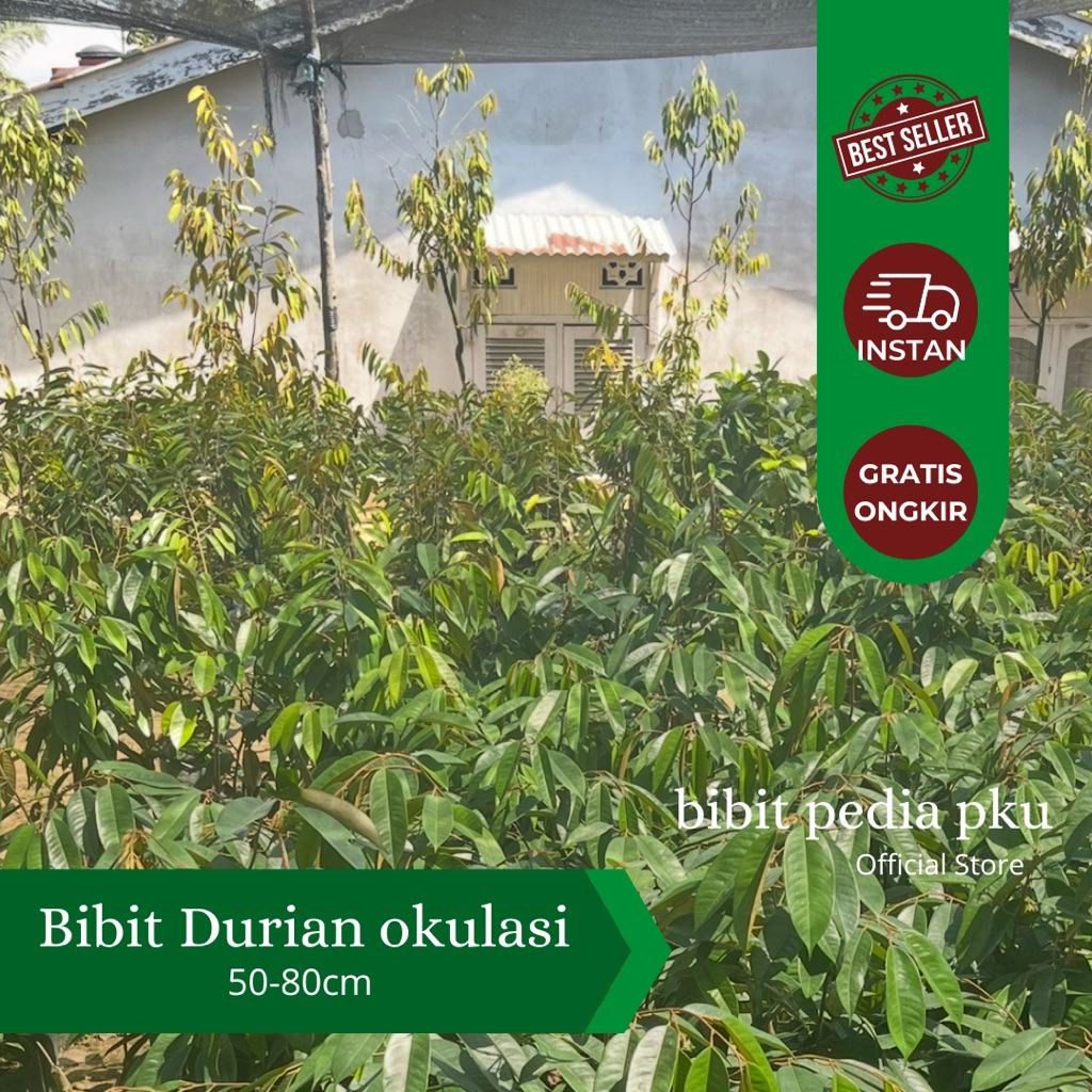Bibit durian duri hitam okulasi