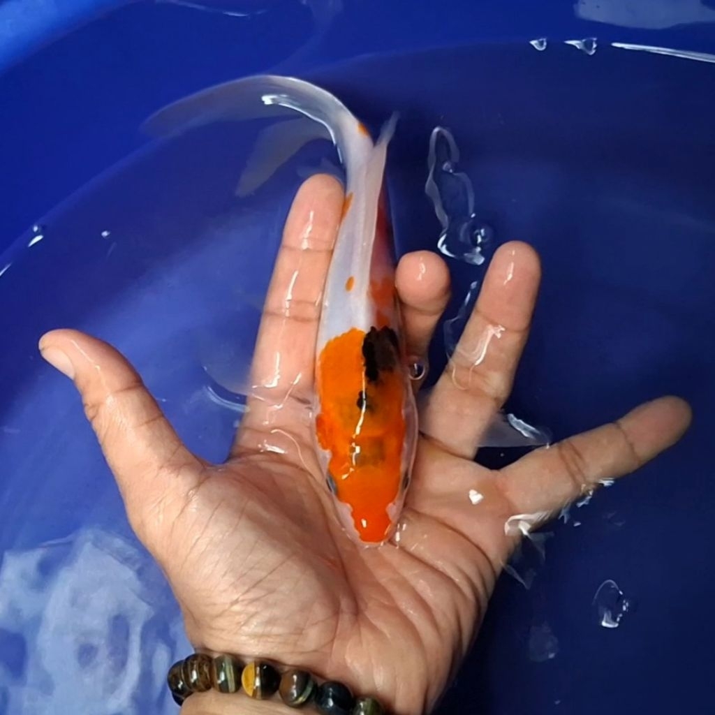 Ikan Koi Blitar Jenis Kumpay Slayer / Rumah Koi Jakarta / kode 0011