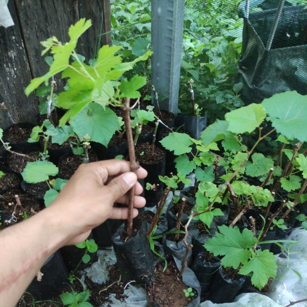 anggur gosv ownroot