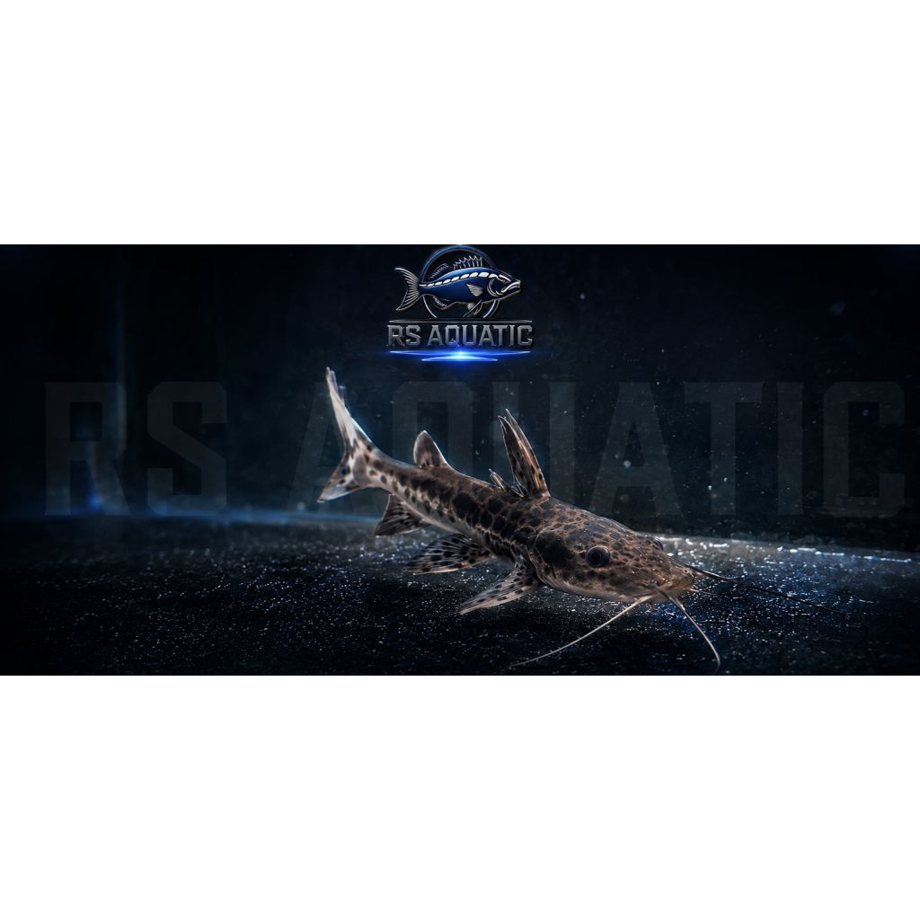 Leopard Catfish Size 8-10cm