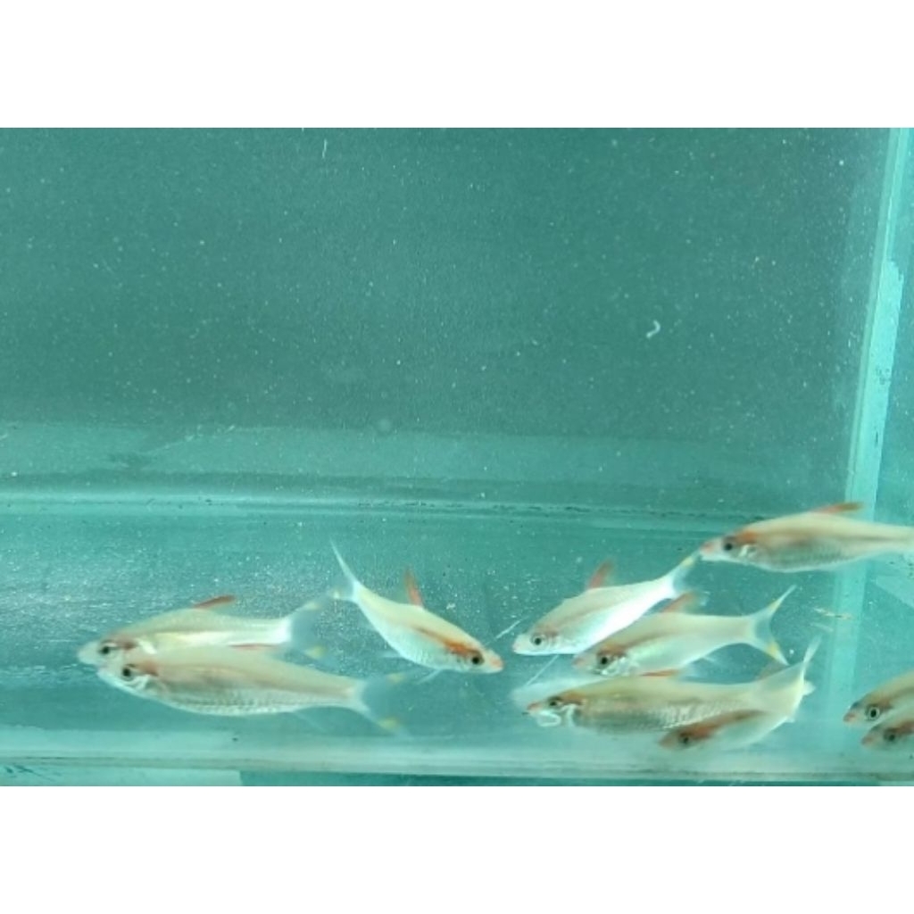 Ikan Hias Puntius Denisoni Golden | Denison Barb Roseline Shark Gold Rare High Quality - Garansi Liv