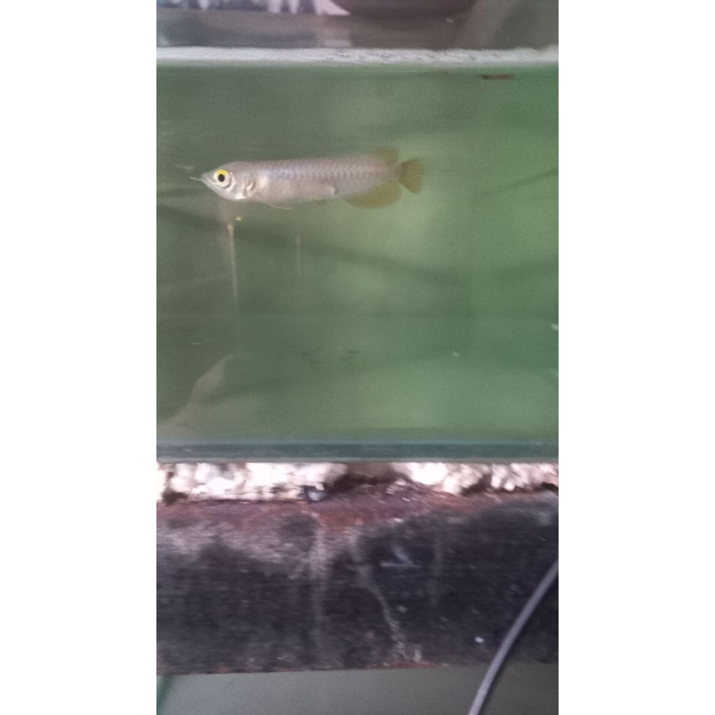 arwana golden red