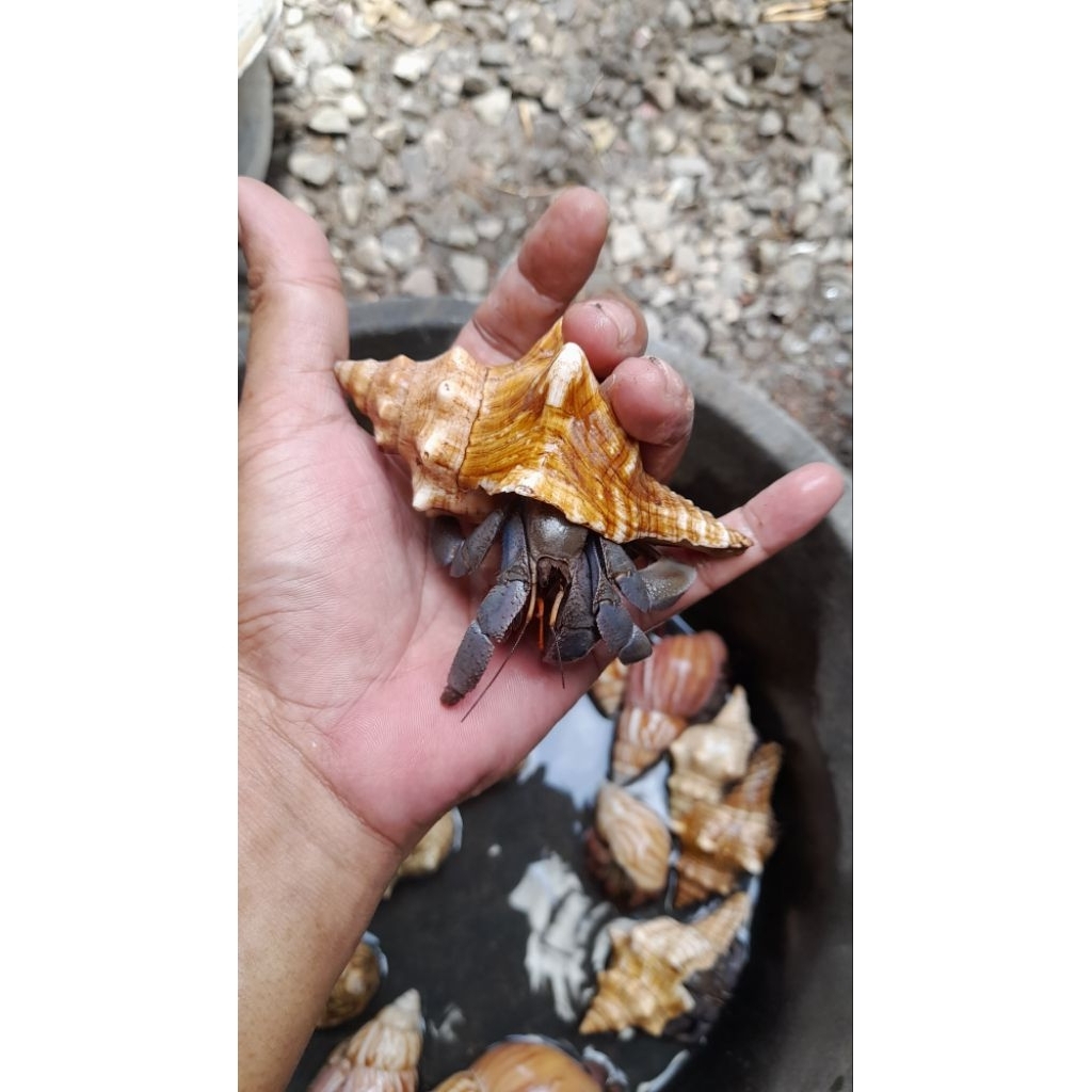 Cangkang Natural Klomang XL