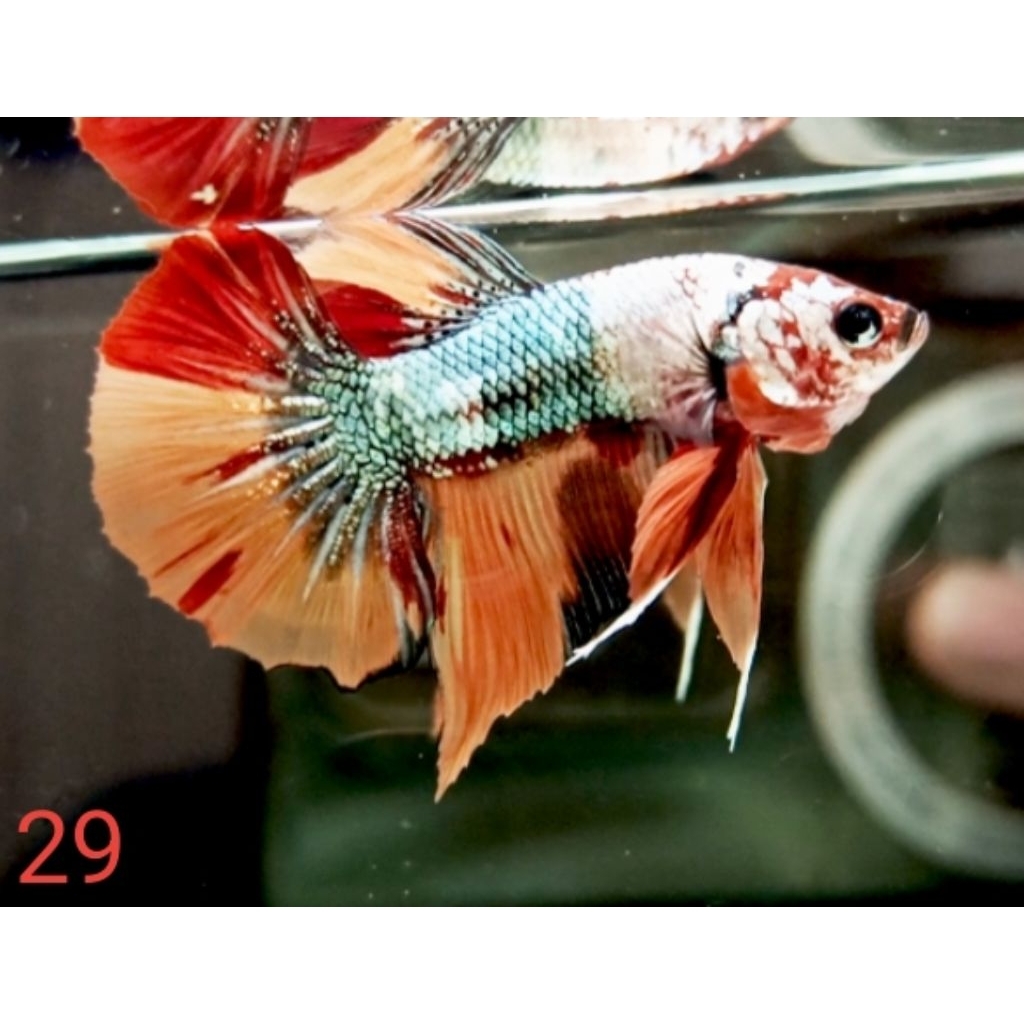 HMPK NEMO COPPER