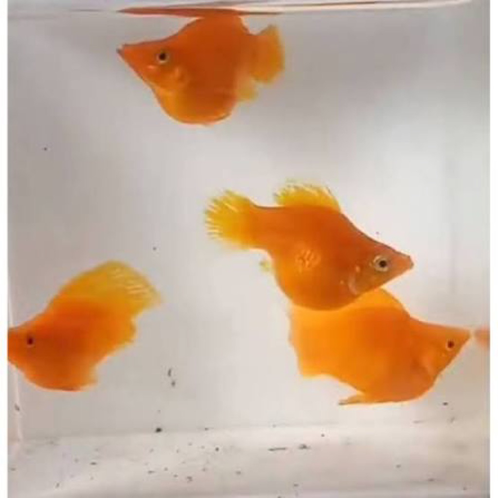hiasan aquarium molly balon sunkist