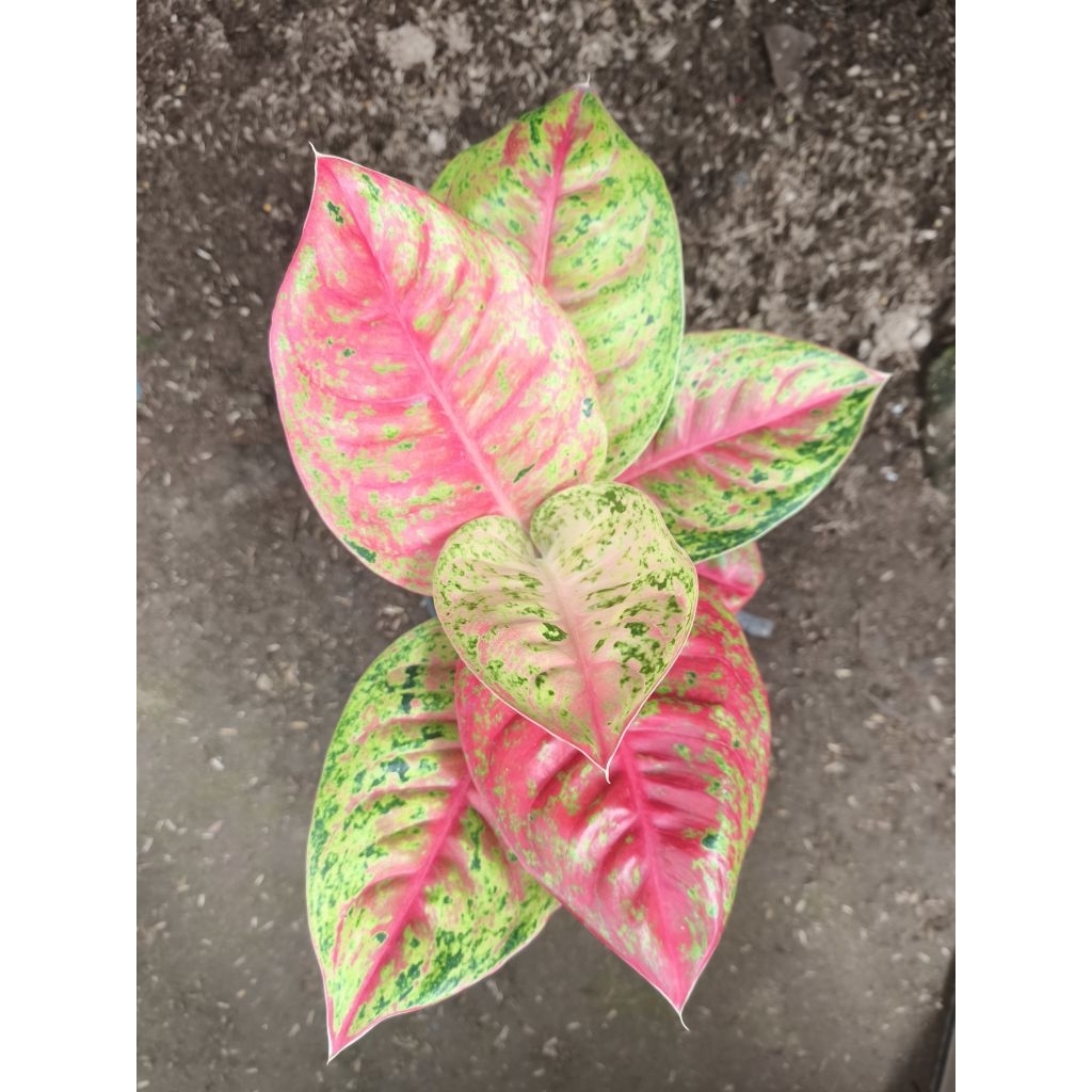 aglonema mahasety