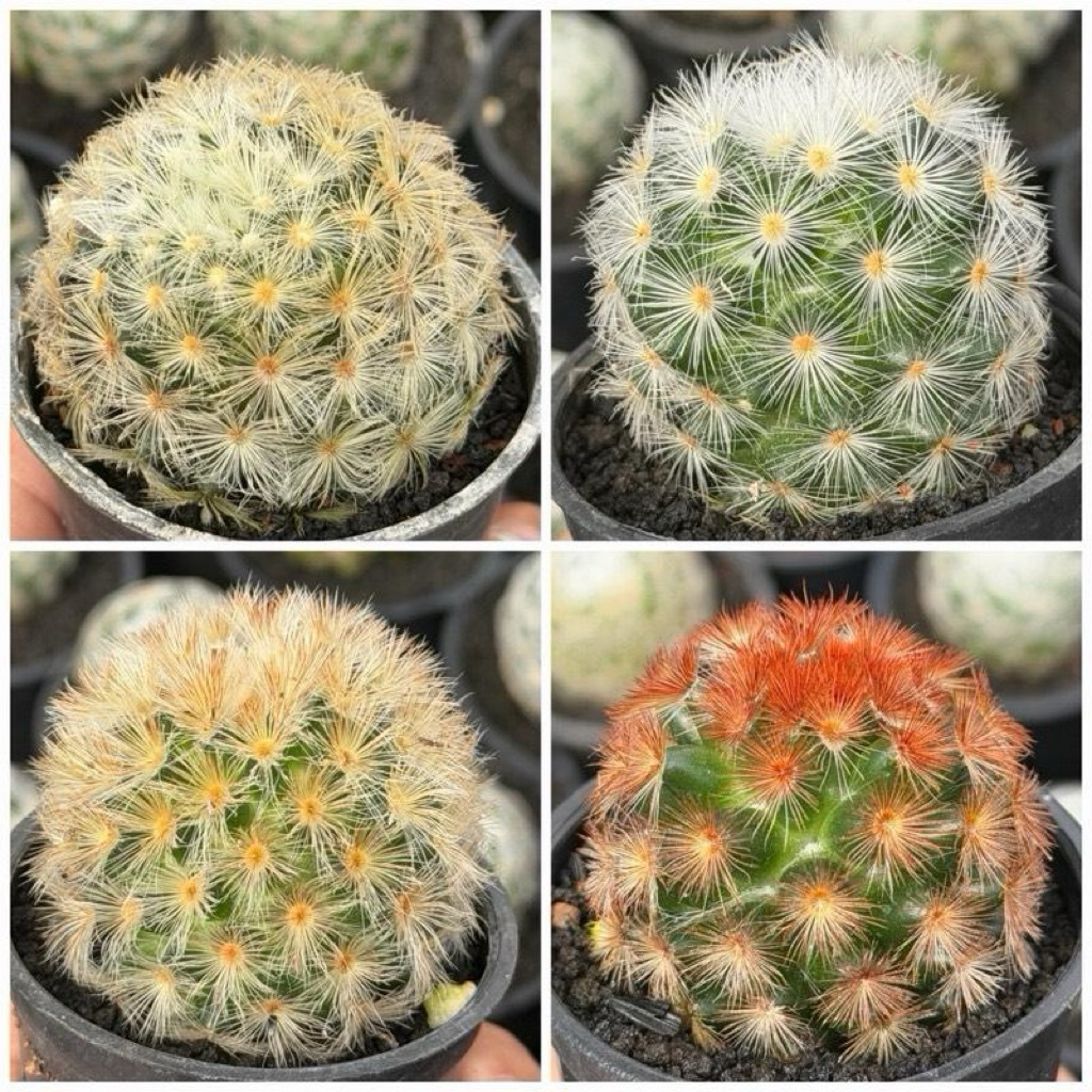 Kaktus Mammillaria Carmenae