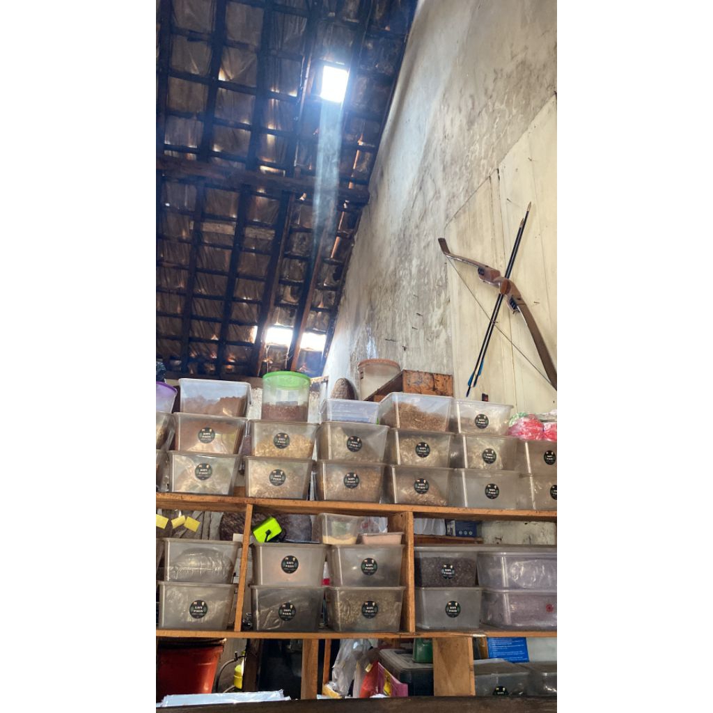 kopi Robusta halus petik merah Temanggung