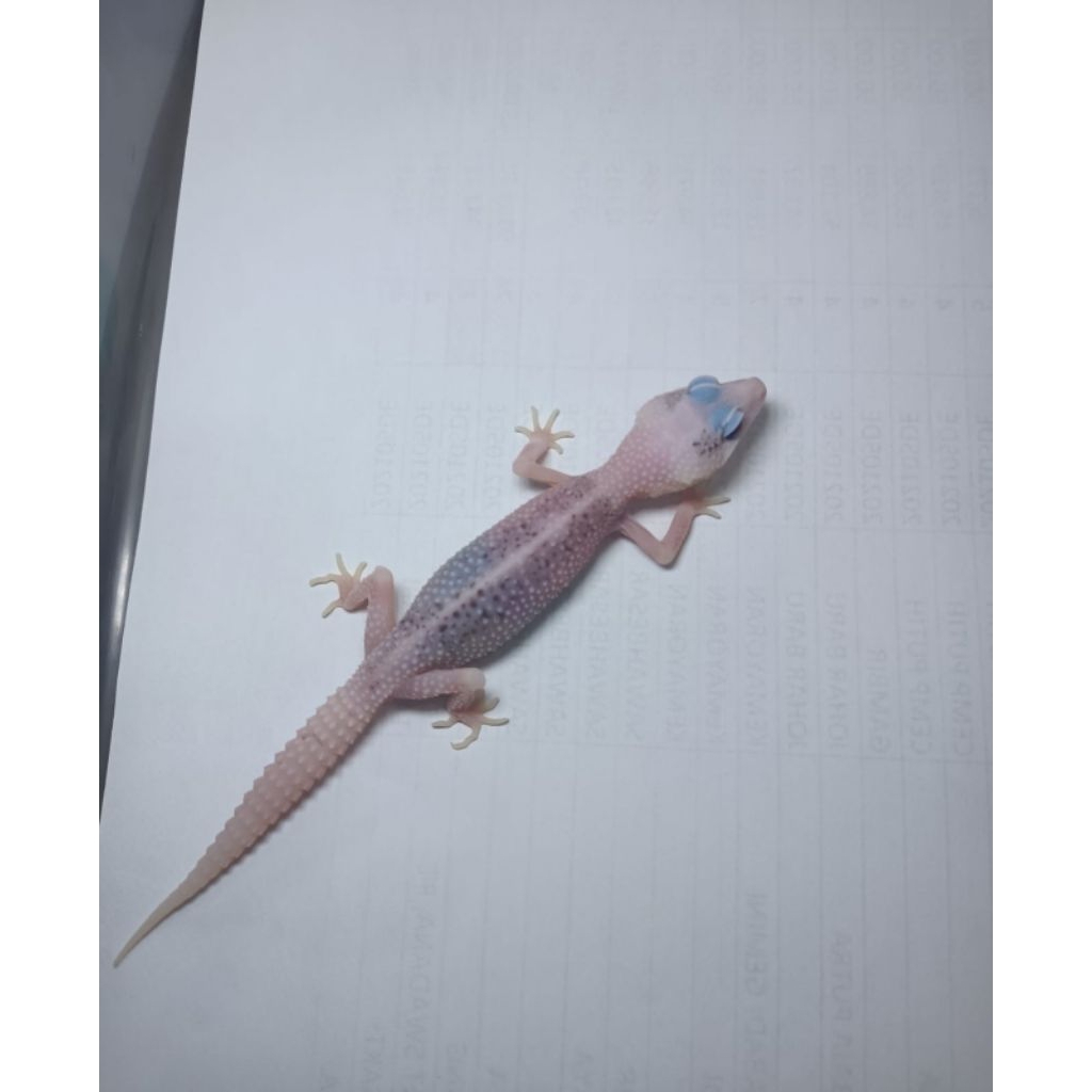 GECKO SUPER PIED FEMALE ( LINE XTREME PIED )
