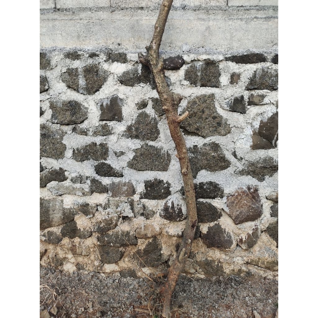 bahan bonsai murbei taman tinggi -+190cm batang besar kurang lebih sebesar Aqua