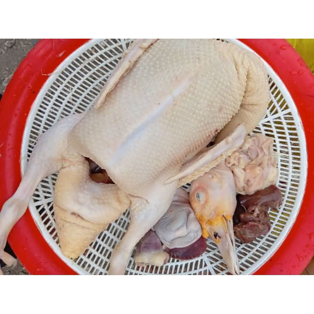 daging.pres.entog.harga.daging.utuh.entog.betina.berkualitas.dadakan.di.sembeluh